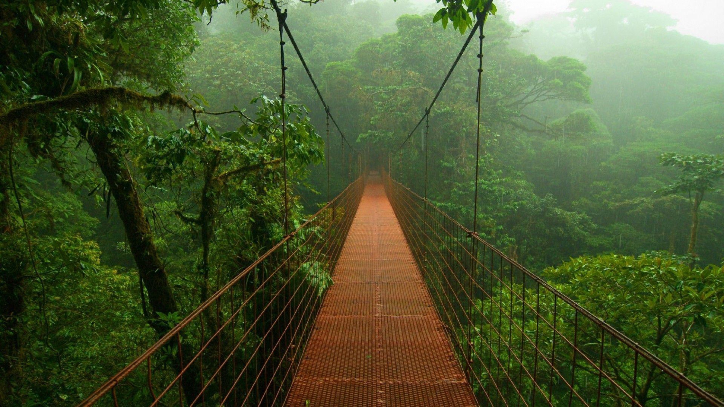 Ponte suspensa na selva